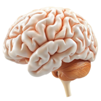 Realistic human brain model with detailed folds and textures png