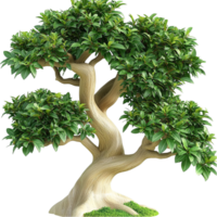 Beautiful bonsai tree with a twisted trunk and lush green foliage png