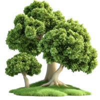 Large green tree with a thick trunk and dense leafy branches png