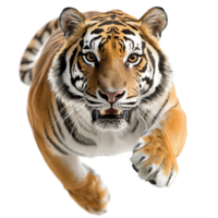 Fierce tiger leaping forward with intense eyes and sharp claws png