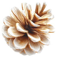 Dry brown pinecone with open scales displaying its intricate structure png