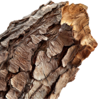 Rough textured tree bark with deep grooves and natural patterns png