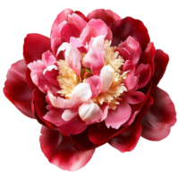Pink peony flower in full bloom petals and a golden center png
