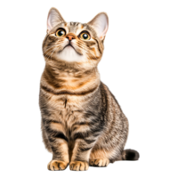 Curious Tabby Cat Looking Up with Bright Eyes and Soft Fur Texture png