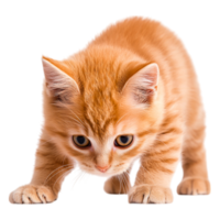 Cute Ginger Kitten Curiously Exploring Its Surroundings with Soft Fur png