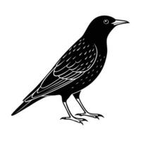 illustration of a bird white background. vector