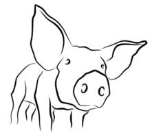Sketch of a little pig. vector