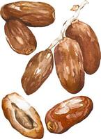 Hand painted watercolor dates fruit for ramadan or iftar party event. vector