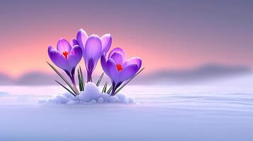 Purple Crocuses with Orange Stamens in Frost photo