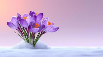 Vibrant Crocus Blossoms Emerging in Winter photo