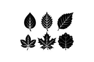Leaf Icons Set Maple, Oak, Birch, Elm, Ash, Beech vector