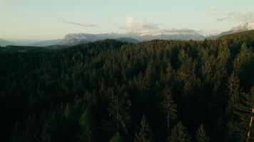 The drone flies over the tops of pine trees on the slopes of the mountains on a summer day. Bird's-eye view of the beautiful nature video