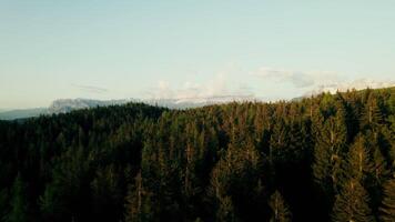 The drone flies over the tops of fir trees to the rocky mountains, the tops of which are covered with snow. Bird's-eye view of a mountain valley on a sunny summer day video