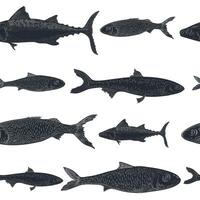 Sardine and anchovy fish seamless pattern. Black and white hand drawn engraving of small sea fish on repeating background. Design for packaging, textile prints, wrap, nautical themed designs. vector