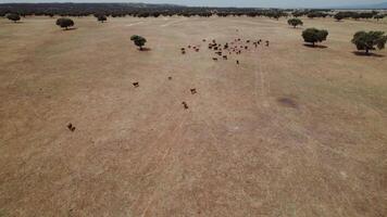 Drone view of a herd of cows grazing on dry grass in the savannah video