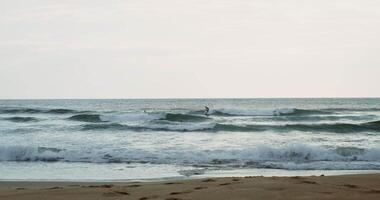 A man surfs on the waves. View from the shore, foam waves hitting the shore video