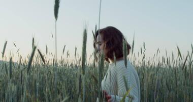 A romantic young woman of European appearance, dressed in sweater with a pensive look, walks through a wheat field among the ears, touching them with her hand. in the evening, 4k, red komodo video
