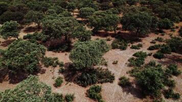 Aerial view of a forest with trees and dirt video