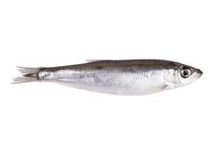 Small sprat fish isolated on a white background photo