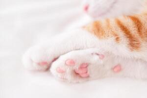 cute red and white cat paws with pink pads lie on a white blanket photo