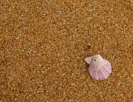 Single, delicate purple seashell on fine golden sand. Shell is small and intricately detailed, with soft pink hue that contrasts with warm tones of sand photo