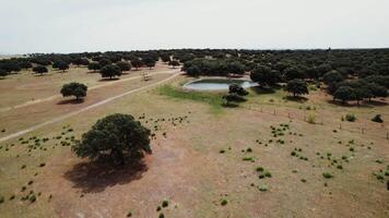 The drone flies over a lake in the savannah, trees with a dense crown and dry red grass, top view video