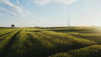 The wind farm stands on the edge of a picturesque meadow with dense green grass, drone on a summer sunny day video