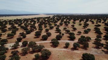 An aerial view of a large field with trees video