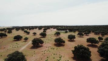 Panoramic view of the savannah with round green trees with a dense crown and a small lake among the dried grass, drone video