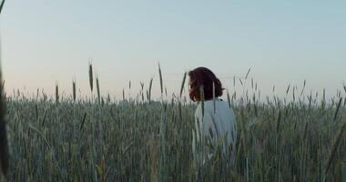 A beautiful young woman of European appearance, dressed in a white sweater, walks through the field among the ears of wheat, touching them with her hands. from the evening, 4k, red komodo video