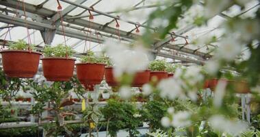 A greenhouse with many pots of plants video