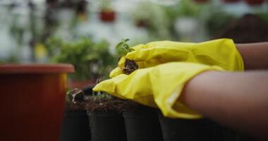 A person wearing yellow gloves is holding a plant video