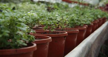 Many pots of plants are lined up in a row video