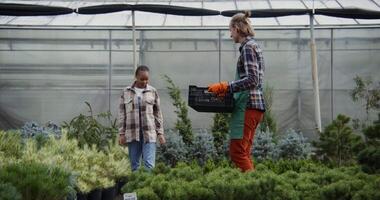 Two people standing in a greenhouse with plants video