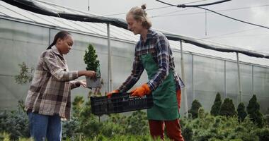 Two women are working in a greenhouse video