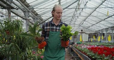 A man in an apron holding plants in a greenhouse video