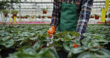 A man in an apron and gloves is working in a greenhouse video