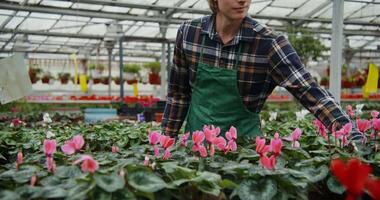 A man in a green apron is working in a greenhouse video