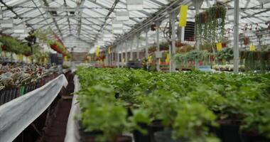 A large greenhouse with many plants in pots video