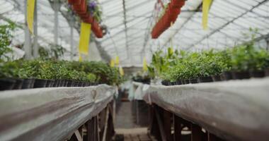 A greenhouse with plants in pots on the floor video