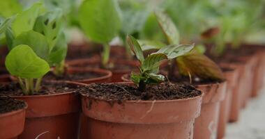 A row of small plants in pots with dirt video