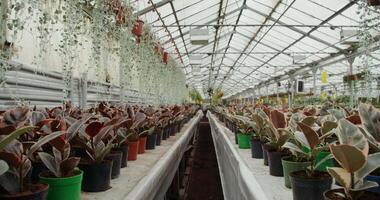 A greenhouse with many plants in pots video