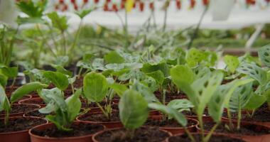 Many small plants in pots are growing in the greenhouse video