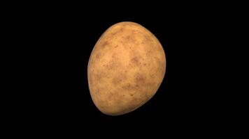 Potato Rotating on a Transparent Background. Seamless Loop. 4K video