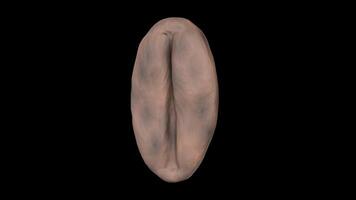Stylized Coffee Bean Rotating on a Transparent Background. Seamless Loop. 4K video