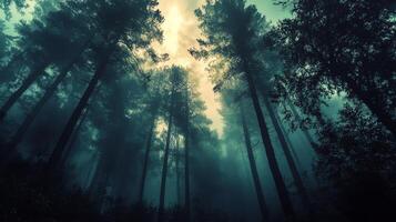 Misty Forest Canopy with Tall Pines and Soft Sunlight Filtering Through Dense Foliage photo