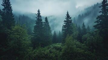 Misty Green Pine Forest Landscape with Overcast Weather and Tranquil Atmosphere in Scenic Outdoor Woodland photo