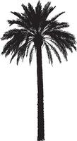 Palm Tree with Vertical and Horizontal Fronds Tall trunk with fronds fanning outward in a horizontal or slightly upward position. full length silhouette black illustration vector
