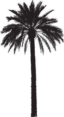 Palm Tree with Vertical and Horizontal Fronds Tall trunk with fronds fanning outward in a horizontal or slightly upward position. full length silhouette black illustration