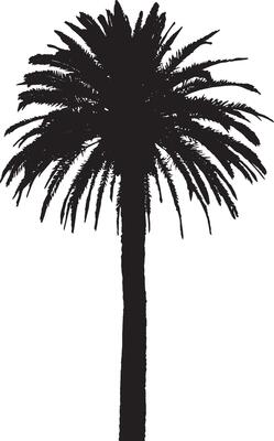 Palm Tree Standing Tall A single upright trunk with fronds extending outward at the top, reaching for the sky. full length silhouette black illustration